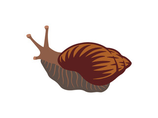 Hand Drawn Snail Animal Illustration
