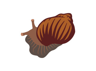 Hand Drawn Scutalus Snail Illustration