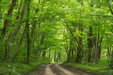新緑の小道