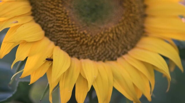 Girasoles con abejas