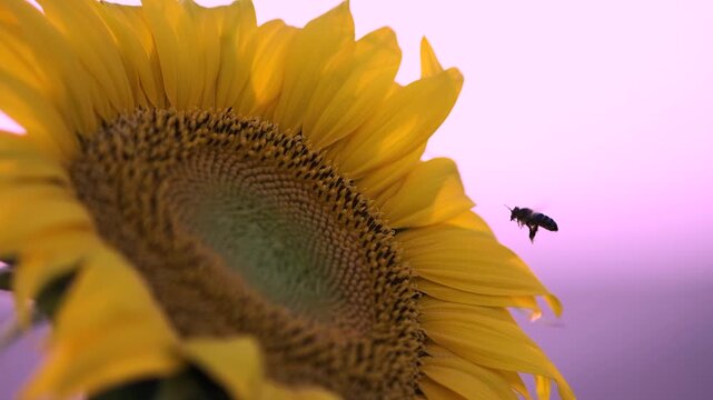 Girasoles con abejas