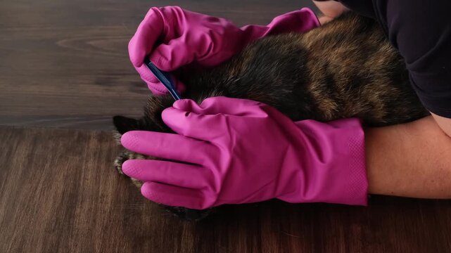 Vet doctor holds cat applying drops at withers, medicine from parasites, ticks, worms and fleas. Blister from parasites for animals. Hands in gloves. Pet treated with parasite remedy protection. 4K.