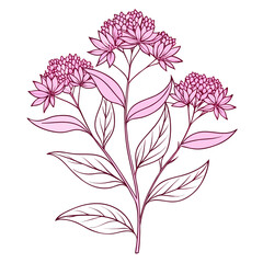 line art eupatorium fortunei pink frost