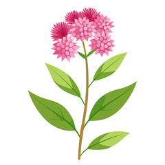 eupatorium fortunei pink frost on white background
