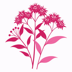 eupatorium fortunei pink frost silhouette