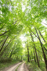 新緑の小道