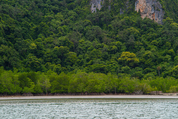 Tropical mangrove forest sea beach island nature landscape