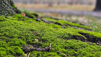Moss-covered base of a tree. Lush green moss close-up in nature.