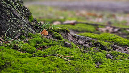 Moss-covered base of a tree. Lush green moss close-up in nature.
