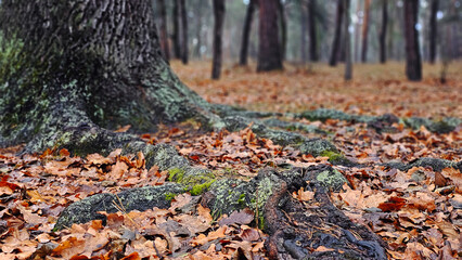 Obraz premium Moss-covered base of a tree. Lush green moss close-up in nature.