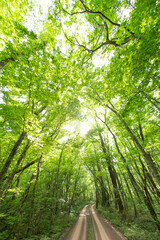 新緑の小道