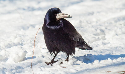 crow on the snow