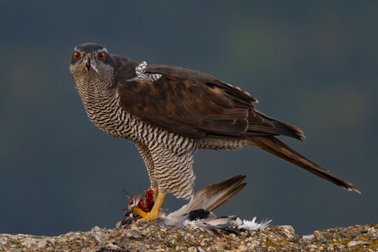 northern goshawk