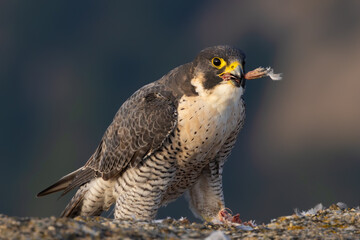 peregrine falcon