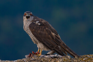 northern goshawk