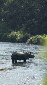 Large Greater One-Horned Rhino (Rhinoceros unicornis) Standing and Cooling Off in the Flowing River Current During an Asian Jungle Safari in Chitwan National Park, Nepal 4K -Vertical Video