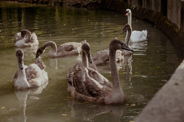Group of swans swimming in a calm pond. The scene includes both adult and young swans, with reflections visible on the water surface.