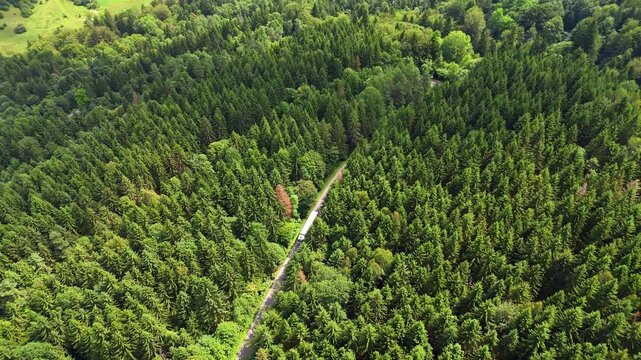 Road hidden among dense forest canopy. A single road disappears under thick green conifer trees stretching across the hillside.