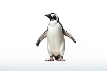 Fototapeta premium Penguin animal bird white background.