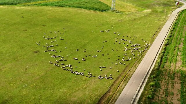 Sheep spread across a wide green field. A scattered flock grazes on the open grassy pasture beside a straight rural road.