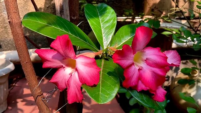 Adenium obesum or sabi star or impala lily flowers blooming on green leaves background. Adenium obesum is a popular houseplant and bonsai in temperate regions. Blooming flowers look very be