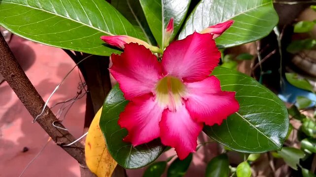 Adenium obesum or sabi star or impala lily flowers blooming on green leaves background. Adenium obesum is a popular houseplant and bonsai in temperate regions. Blooming flowers look very be