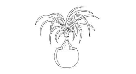 Minimalist black and white line art illustration of a ponytail palm houseplant in a simple round pot isolated on a background.