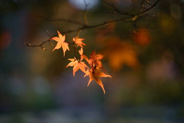 深いボケの背景に、温かい夕日の光を受けて金色に輝くモミジ（楓）の葉