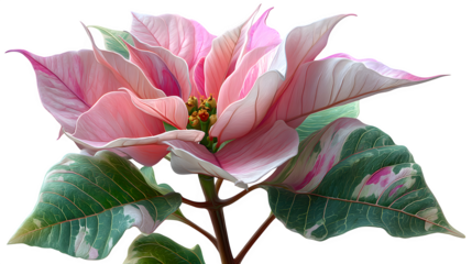 Festive Poinsettia Bloom isolated on transparent background