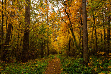 Fototapeta premium Forest path in autumn park covered with falling leaves. Beautiful woodland landscape during fall season for nature background.