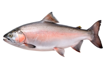 Studio photograph of a large, mature pacific salmon, likely a chinook or coho, displaying pinkish flank coloration and dark spotting, isolated on transparent background