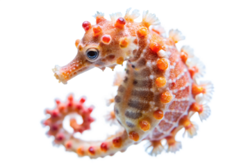 Closeup portrait of a small, bumpy, orange and white seahorse curled up with its tail, isolated on transparent background