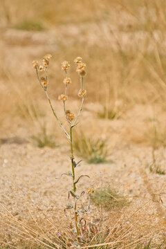Marcela plant wiht dry seedpods, selective focus - Achyrocline satureioides 
