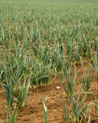Leek plantation growing in cultivated field: agriculture and food production