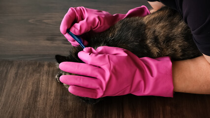 Vet doctor holds cat applying drops at withers, medicine from parasites, ticks, worms and fleas....