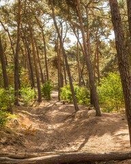 Sandy path winding through a pine forest in borken, germany