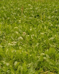 Obraz premium Green sugar beet field growing in cultivated agricultural area