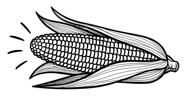 Fresh Sweet Corn Cob Illustration for Healthy Eating Promotion: Agricultural Harvest Still Life, Summer BBQ Graphic Design Element, Farm Produce Marketing, Cooking Recipe Presentation, Modern Organic