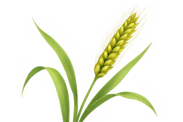 Growing wheat plant with ripe grain head depicting agriculture, harvest, and food production on transparent background