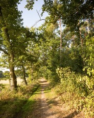 Pathway leading into lush green forest on sunny day