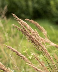 Fototapeta premium Wild grasses swaying gently in summer breeze on meadow