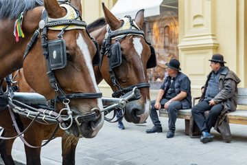 Austria. Vienna. Fiaker - a hired horse-drawn carriage.