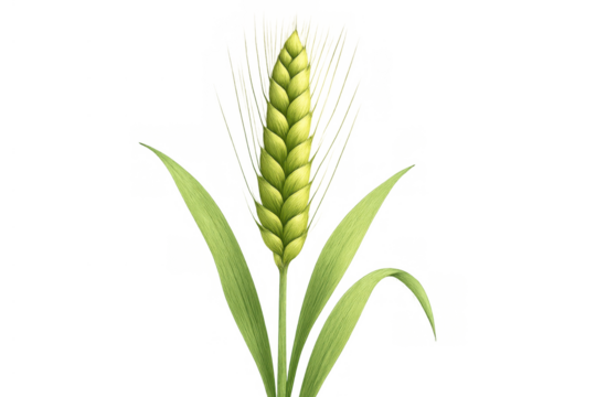 Young green wheat ear with leaves growing, symbolizing agriculture, harvest, and natural food on a transparent background - Powered by Adobe