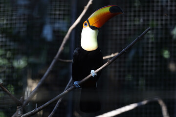 The toco toucan bird on the wood tree