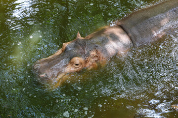 The Big hippopotamus is float in river