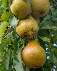 Ripe pears hanging on branch in orchard, ready for harvest