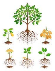 Diverse plant life cycles shown with roots and growth stages.