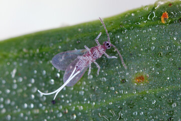 Pseudococcus longispinus, the long-tailed mealybug, in family Pseudococcidae. Male view of the underside of a leaf covered with honeydew.