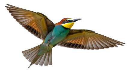 Fototapeta premium Colorful bird outdoors and wildlife. European bee-eater (Merops apiaster) in natural habitat. A strikingly beautiful colorful bird that can fly 