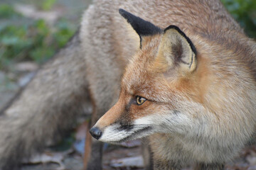 Obraz premium rotfuchs